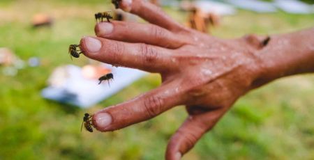 Pyrénées : découvrez le yoga des abeilles à la miellerie Ballot-Flurin