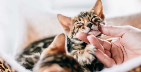 Alexane stérilise et met à l’adoption des chats errants en Grèce