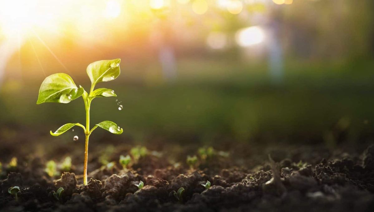 Young Plant in Sunlight, Growing plant, Plant seedling