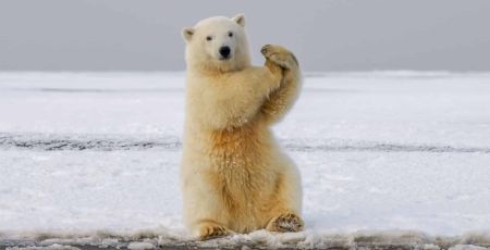 ours polaire arctique