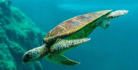 Une tortue marine dans l'ocean