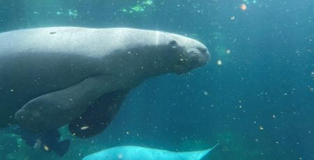 zoo Paris